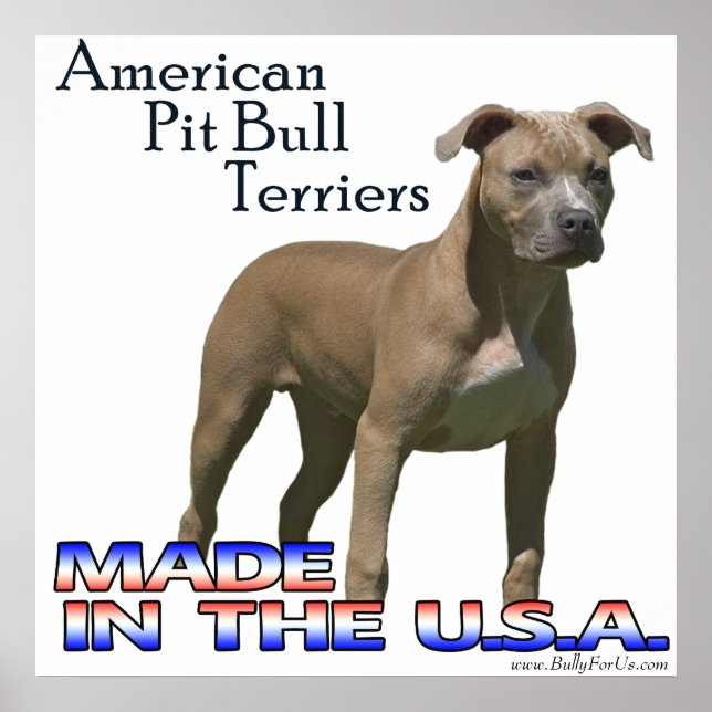 American Pit Bull Terrier (APBT) Poster (Devant)