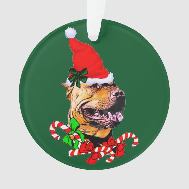American Pit Bull Terrier Noël (devant)