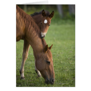 American Quarter cheval jument et colt en champ à