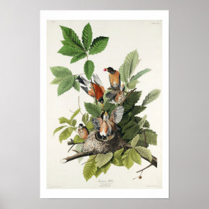 American Robin par Audubon Poster