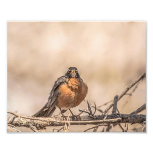 American Robin Photographie Impression