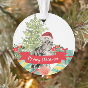 American Shorthair brown Tabby Noël