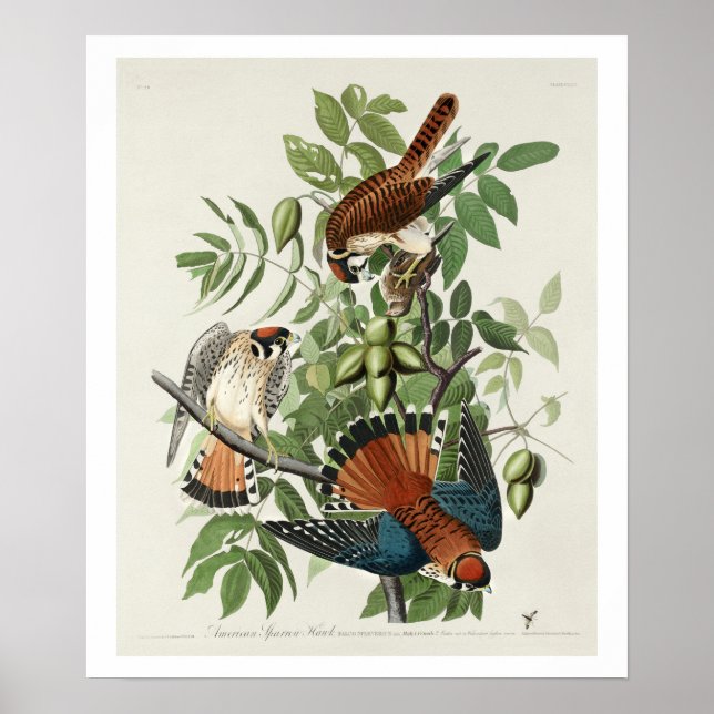 American Sparrow Hawk par Audubon Poster (Devant)