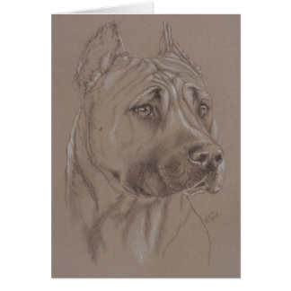 American Staffordshire Terrier