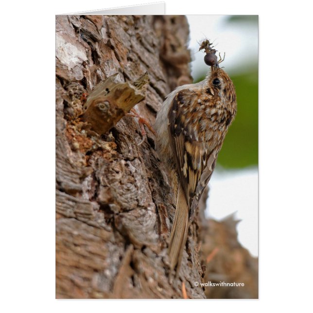 American Treecreeper avec bug (Devant)