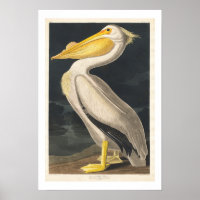 American White Pelican par Audubon Poster