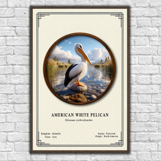 American White Pelican Zoology Series Poster (Créateur téléchargé)