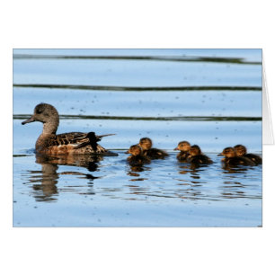 American Wigeon Brood 2