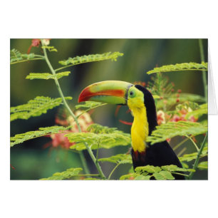 Amérique centrale, Honduras. Toucan à bec caréné