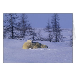 Amérique du Nord, Canada, Manitoba, Churchill