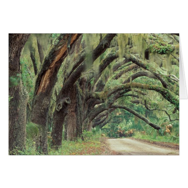 Amérique du Nord, États-Unis, Géorgie, Cumberland  (Devant horizontal)