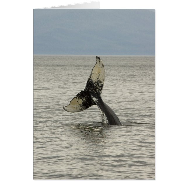 Amérique du Nord, USA, AK, Passage intérieur. Brou (Devant)