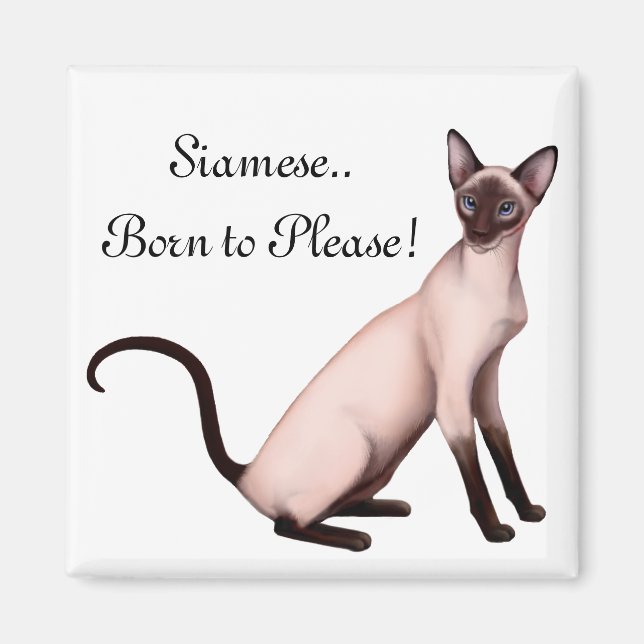 Amical Jeune Chat Siamois Magnet personnalisable (Devant)
