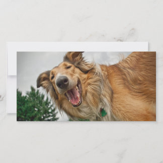 Amiga, la Collie souriante