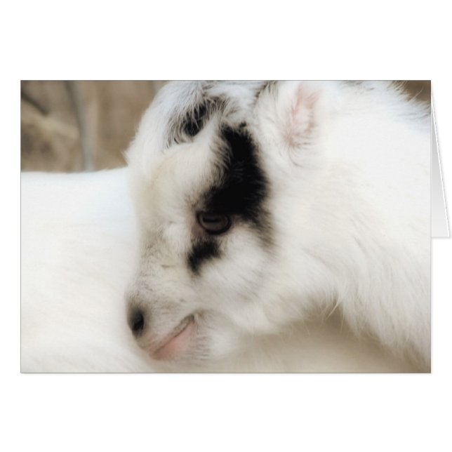 Amigo Goat Kid Toutes les occasions Carte de voeux (Devant horizontal)