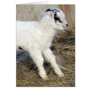 Amigo, l'enfant La Mancha