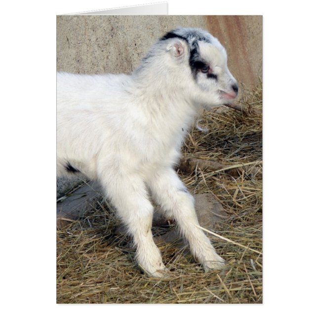 Amigo, l'enfant La Mancha (Devant)
