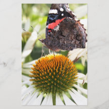 Amiral Papillon sur Fleur