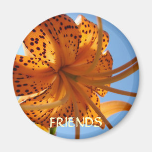 Amis Aimant Amitié Orange Tiger Lily Fleur