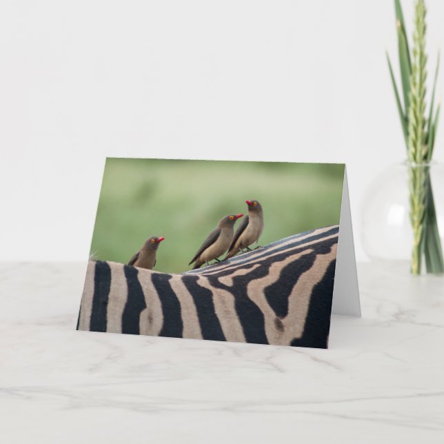 Amis : Carte de prédateurs Zebra et Ox (Devant)