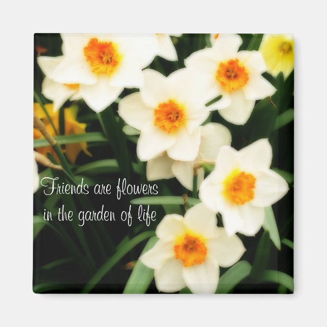 Amis sont Fleurs Citation Daffodils Magnet (Devant)