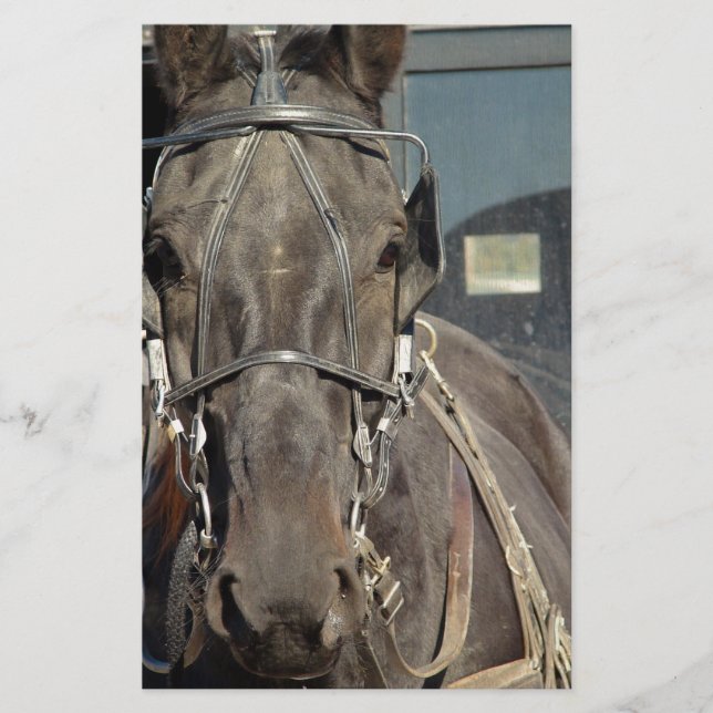 Amish Buggy Horse (Devant)