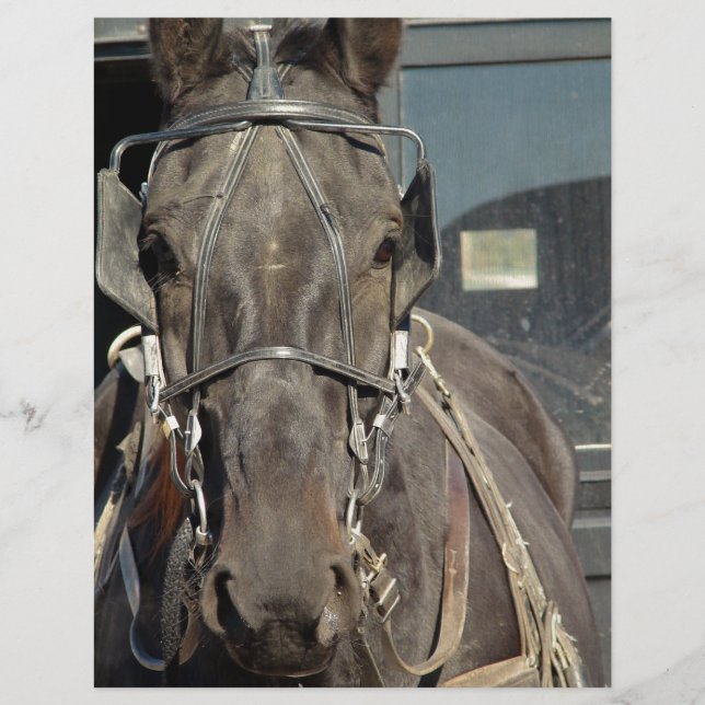 Amish Buggy Horse (Devant)