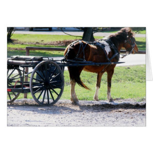 Amish Pony Part Toutes les occasions Carte de voeu