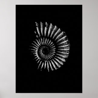 Ammonite blanc sur affiche noire