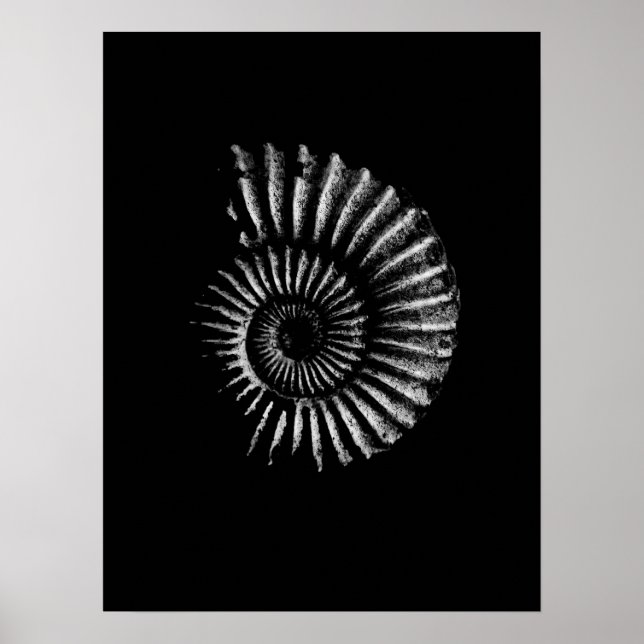 Ammonite blanc sur affiche noire (Devant)