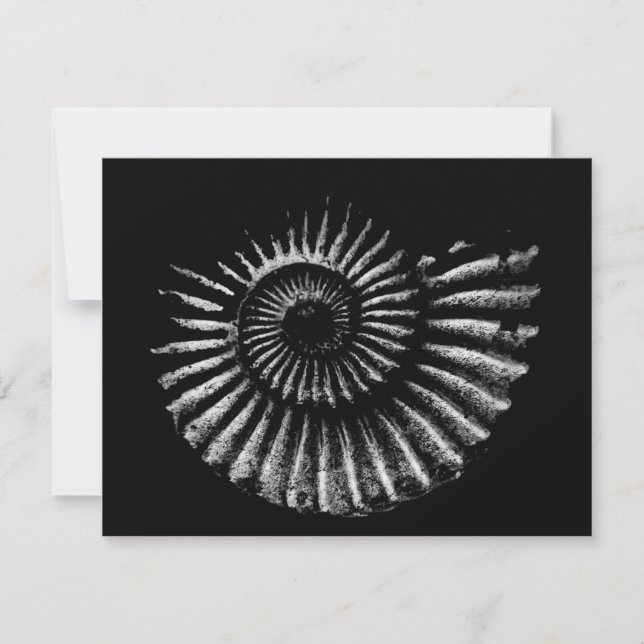 Ammonite blanche sur carte de vacances Black Flat (Devant)