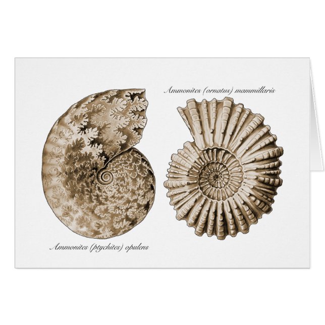 Ammonites (Devant horizontal)