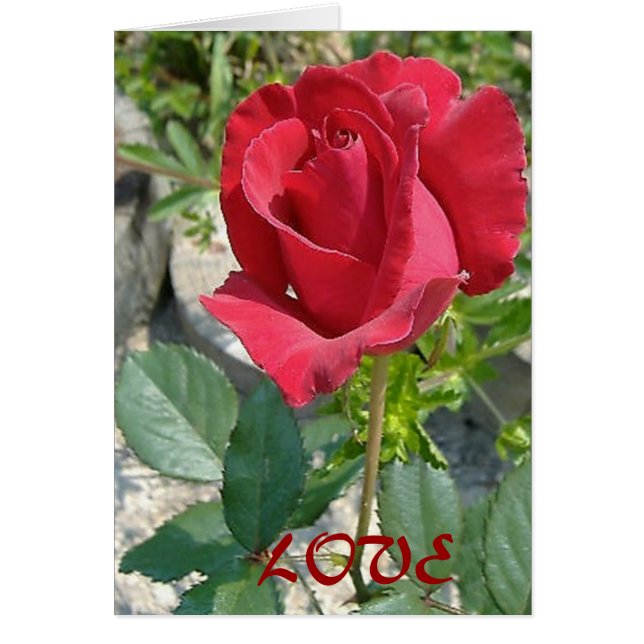 AMOUR (Devant)