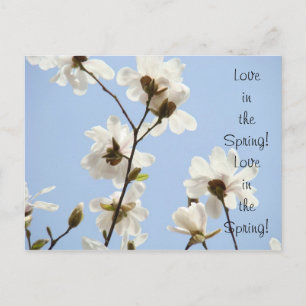 Amour au printemps ! carte postale Magnolias blanc