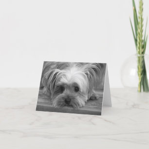Amour Chien Chiot Yorkshire Terrier Carte Vierge