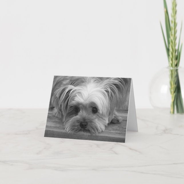 Amour Chien Chiot Yorkshire Terrier Carte Vierge (Devant)