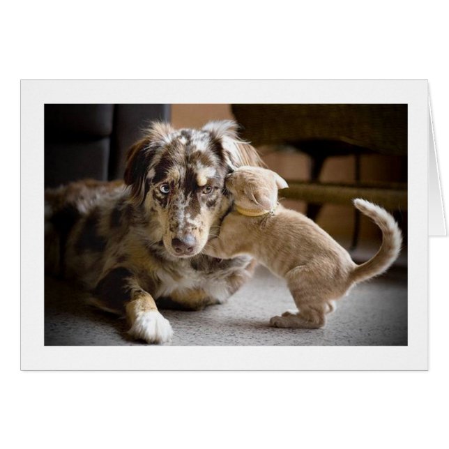 Amour de chien et de chat #1 (Devant horizontal)