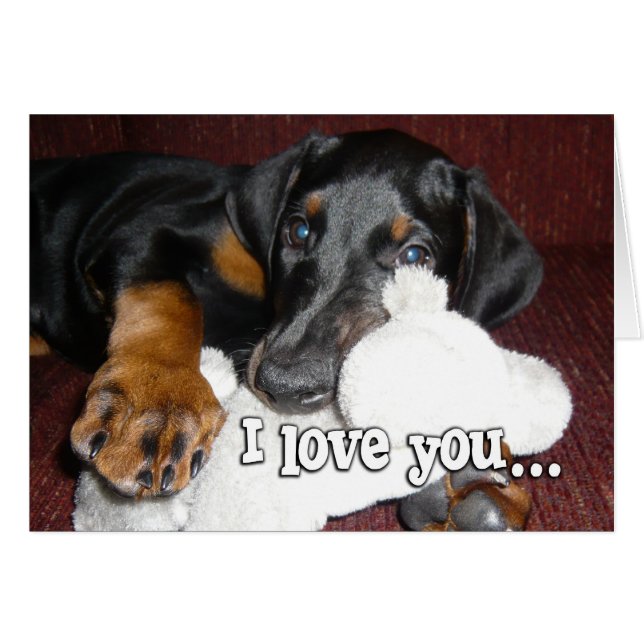 Amour de chiots - Adorable chiot Dobermann Pinsche (Devant horizontal)