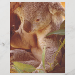 Amour de Koala