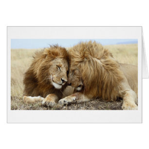 Amour de lion
