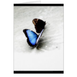 Amour de papillon