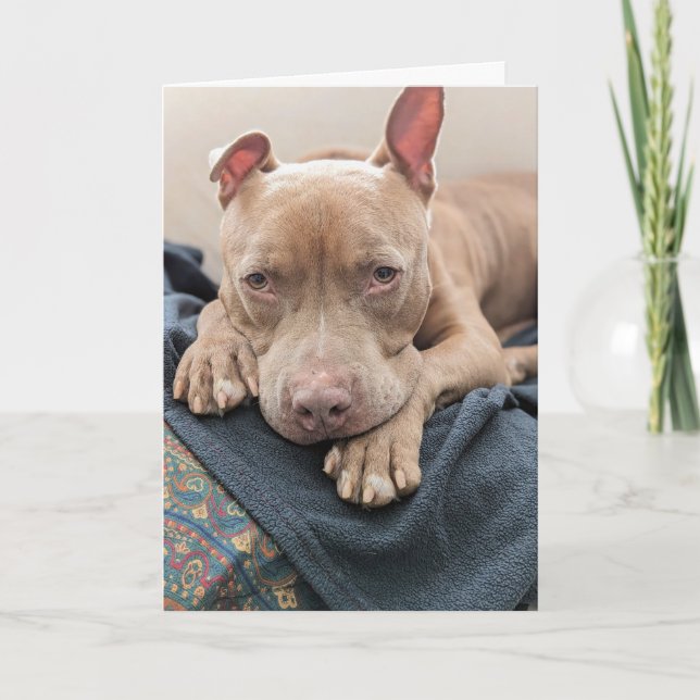 Amour de Pit Bull Carte vierge (Devant)