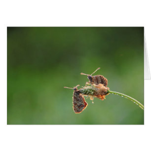 Amour du matin - petits papillons