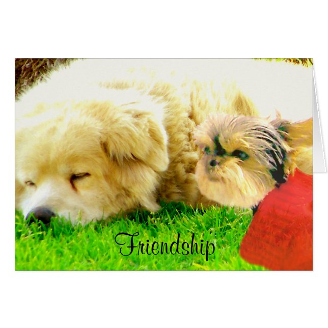 Amour et soins, Chiens_ (Devant horizontal)