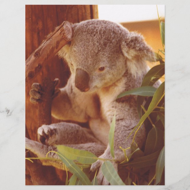 Amour Koala (Devant)
