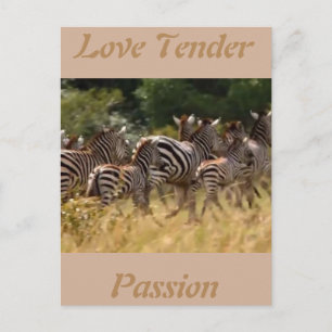Amour tendre passion Carte cool africaine Zèbre