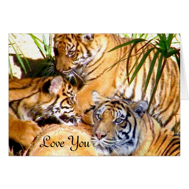 Amour Toujours,Tigers_ (Devant horizontal)
