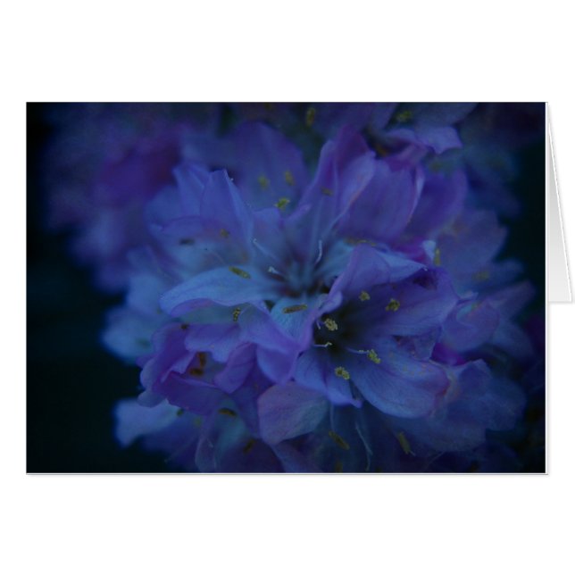 Amoureux bleu (Devant horizontal)