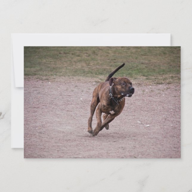 Amstaff en cours (Devant)