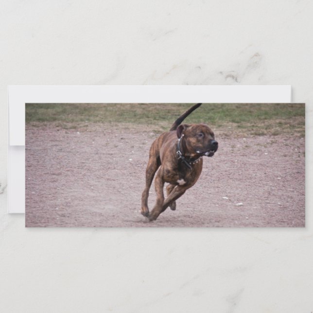 Amstaff en cours (Devant)